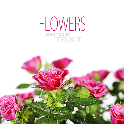 포토 JPG 해외이미지 잎 실내 사람없음 장미 물방울 흰배경 카피스페이스 해외202004 해외포토 식물 꽃 백그라운드 내부 공백 흰색 파일형식