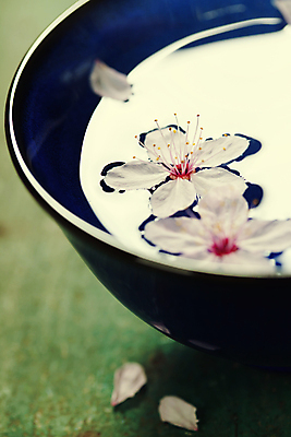 포토 JPG 해외이미지 꽃잎 실내 근접촬영 사람없음 물 벚꽃 사발 나무바닥 아로마테라피 해외202004 해외포토 자연요소 꽃 뷰포인트 바닥 내부 사기그릇 테라피 파일형식