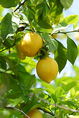 포토 JPG 해외이미지 나무 식물 음식 백그라운드 잎 밭 농업 과일 자연 귤 매달리기 건강 사람없음 초록색 물 농작물 햇빛 농장 노란색 우주 맑음 주스 수확 성장 나뭇가지 신선 소프트포커스 숲 다발 지중해 레몬 가득함 유기농 보케 라임 내추럴 블러 숙성 많음 카피스페이스 해외202004 해외202105 레몬나무 해외포토 자연요소 웰빙 산업 음료 바다 컬러 컨셉 모션 날씨 촬영기법 태양 공백 생태계 파일형식