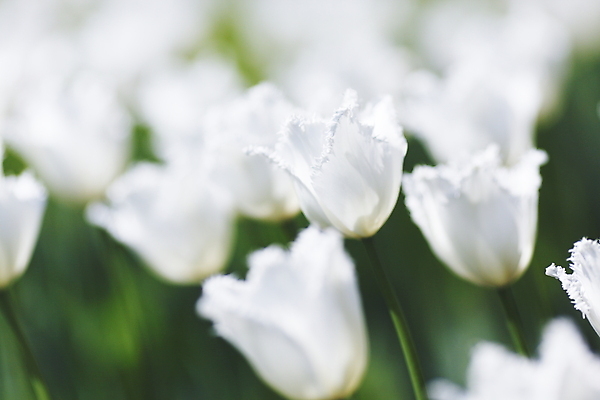 포토 JPG 해외이미지 식물 공원 꽃 백그라운드 자연 사람없음 야외 초록색 정원 봄 튤립 벚꽃 흰색 신선 많음 해외202004 해외202105 해외포토 계절 공공시설 컬러 컨셉 생태계 파일형식