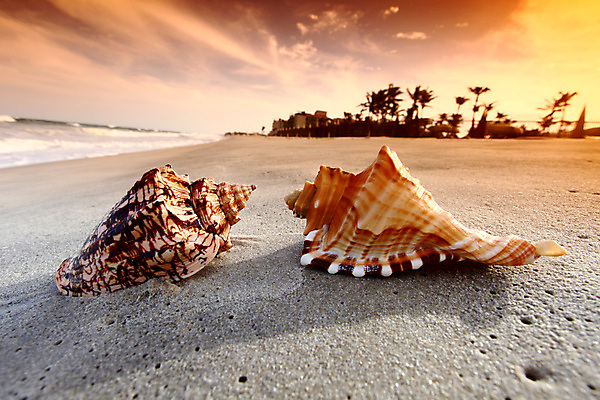 포토 JPG 해외이미지 동물 모래 파도 바다 섬 여행 백그라운드 컨셉 자연 하늘 휴가 조개 휴식 멕시코 손바닥 풍경 사람없음 초록색 물 여름 컬러풀 여행객 일몰 껍질 흰색 만 서핑 산호 휴양지 석호 내추럴 완벽 이국적 파라다이스 해외202004 해외202105 해외포토 자연요소 손 계절 컬러 북아메리카 어패류 사람 노을 장소 수상스포츠 자포동물 생태계 파일형식
