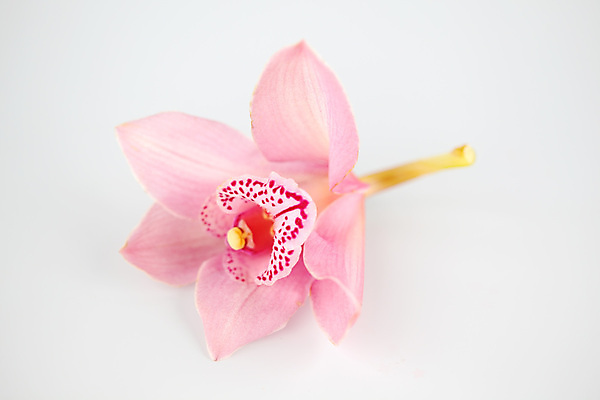 포토 JPG 해외이미지 식물 디자인 꽃잎 꽃 줄기 분홍색 꽃다발 백그라운드 잎 꽃무늬 자연 추상 휴가 선물 사람없음 장식 초록색 여름 정원 보라색 스파 봄 낭만 벚꽃 흰색 나뭇가지 신선 난초 우아함 닫기 내추럴 고립 이국적 해외202004 해외202105 해외포토 나무 계절 컬러 컨셉 무늬 모션 생태계 파일형식