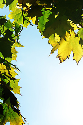 포토 JPG 해외이미지 나무 디자인 계절 공원 백그라운드 단풍 잎 캐나다 패턴 오렌지 자연 벽지 추상 프레임 건조 풍경 사람없음 야외 빨간색 빛 컬러풀 갈색 노란색 산책 활발 광선 가을 나뭇가지 황금 플랫 닫기 숲 가득함 묘사 질감 장면 엘리먼트 해외202004 해외202105 해외포토 식물 공공시설 컬러 컨셉 북아메리카 무늬 과일 모션 휴식 생태계 파일형식