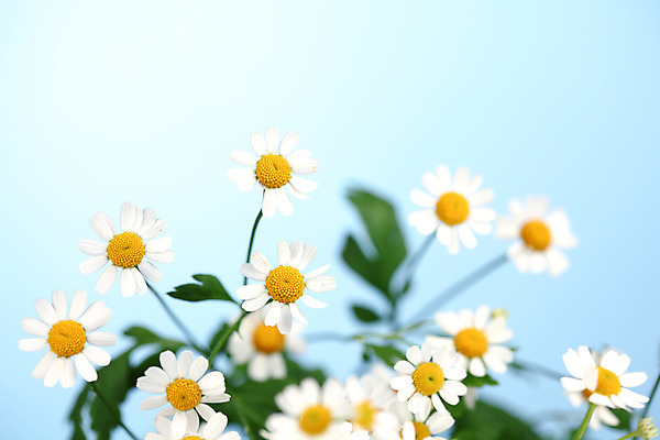 포토 JPG 해외이미지 식물 꽃 백그라운드 자연 친절 국화 초원 사람없음 초록색 여름 파란색 노란색 흰색 신선 신용카드 닫기 데이지 영원 캐모마일 해외202004 해외202105 해외포토 계절 컬러 모션 금융 허브 생태계 파일형식