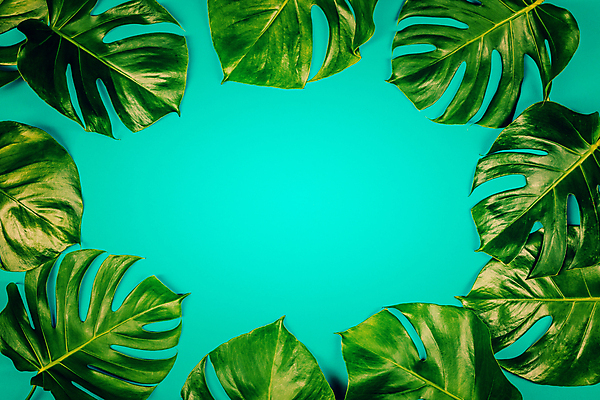 포토 JPG 해외이미지 프레임 사람없음 파란배경 몬스테라 해외202004 해외포토 식물 백그라운드 파란색 파일형식