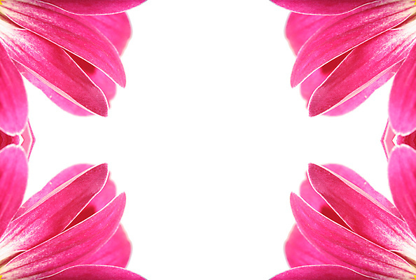 포토 JPG 해외이미지 식물 꽃 분홍색 백그라운드 꽃무늬 자연 발렌타인데이 선물 사람없음 장식 컬러풀 봄 벚꽃 신선 개화 해외202004 해외202105 해외포토 계절 컬러 무늬 데이이벤트 생태계 파일형식