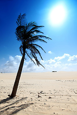 포토 JPG 해외이미지 나무 식물 공원 지구 선 모래 여행 백그라운드 오렌지 아프리카 자연 하늘 휴가 새로움 건조 따뜻함 손바닥 그림자 미술 풍경 사람없음 야외 초록색 여름 파란색 빛 갈색 노란색 평화 환경 맑음 사막 자유 도시 뜨거움 기름 큼 모래언덕 언덕 검색 가스 공상 사하라 엘리먼트 해외202004 해외202105 해외포토 손 계절 공공시설 나라 음식 컬러 컨셉 과일 날씨 문화예술 크기 생태계 파일형식