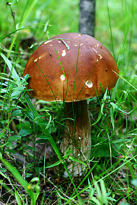 포토 JPG 해외이미지 식물 계절 음식 자연 이끼 사람없음 초록색 여름 갈색 버섯 가을 바늘 황무지 숲 수집 곰팡이 그물버섯 식용 해외202004 해외202105 해외포토 컬러 도구 생태계 파일형식