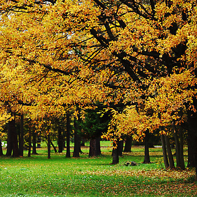 포토 JPG 해외이미지 나무 식물 계절 공원 길 줄기 단풍 잎 오렌지 자연 풍경 사람없음 야외 빨간색 초록색 컬러풀 노란색 평화 걷기 환경 하이킹 가을 나뭇가지 시골 황금 숲 11월 장면 10월 해외202004 해외202105 해외포토 공공시설 컬러 컨셉 과일 모션 레저 날짜 생태계 파일형식