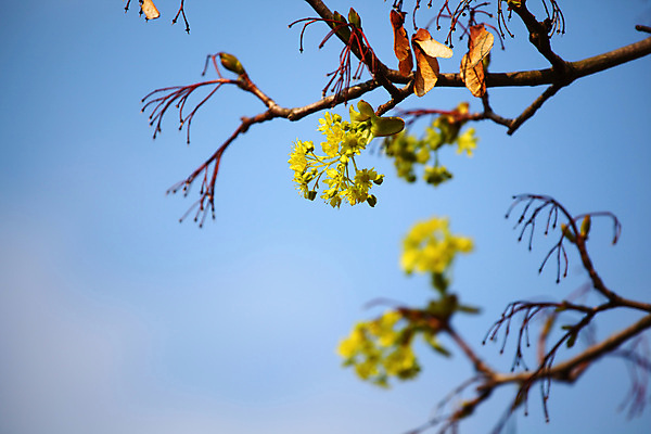 포토 JPG 해외이미지 나무 식물 구름 계절 공원 실루엣 백그라운드 잎 자연 벽지 하늘 날씨 왕관 건조 풍경 사람없음 야외 목재 초록색 여름 파란색 빛 태양 맑음 봄 광선 흰색 나뭇가지 죽음 닫기 숲 잠금 매듭 윤곽 장면 나무껍질 천국 자작나무 노출 고립 벌거벗은 해외202004 해외202105 해외포토 자연요소 공공시설 컬러 재료 모션 촬영기법 껍질 생태계 보안 파일형식