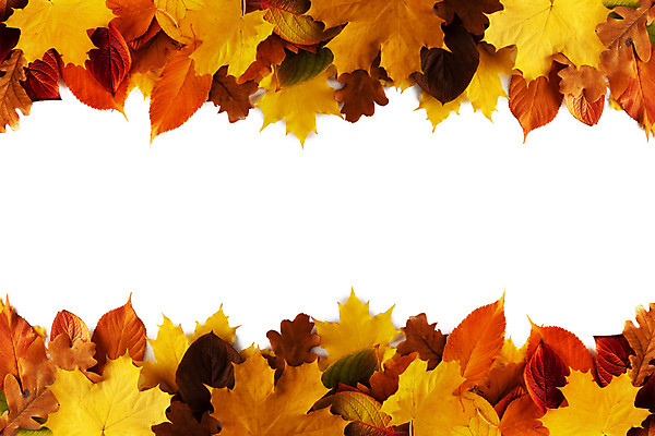 포토 JPG 해외이미지 배너 계절 포스터 종이 백그라운드 단풍 잎 꽃무늬 패턴 오렌지 자연 벽지 사람없음 장식 컬러풀 노란색 가을 흰색 신용카드 황금 9월 11월 10월 헤딩 해외202004 해외202105 해외포토 식물 꽃 컬러 무늬 과일 금융 축구 날짜 생태계 파일형식