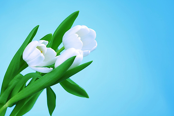 포토 JPG 해외이미지 식물 꽃잎 꽃 줄기 꽃다발 백그라운드 꽃무늬 전구 따뜻함 선물 사람없음 장식 파란색 컬러풀 정원 검은색 놀람 봄 활발 젖음 튤립 벚꽃 흰색 개화 닫기 혼합 다발 배열 꽃집 꽃가루 고립 섞기 해외202004 해외202105 해외포토 계절 감정 컬러 컨셉 무늬 모션 표정 상점 가루 파일형식