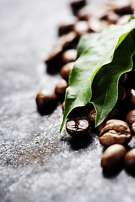 포토 JPG 해외이미지 잎 회색배경 실내 사람없음 원두 해외202004 해외포토 식물 커피 백그라운드 내부 회색 파일형식