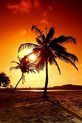 포토 JPG 해외이미지 나무 구름 실루엣 바다 섬 여행 백그라운드 잎 오렌지 자연 하늘 휴가 휴식 멕시코 따뜻함 손바닥 사랑 풍경 사람없음 빨간색 여름 세트 햇빛 태양 노란색 일출 침묵 일몰 꿈 낭만 호주 야간 저녁 싱글 장면 파라다이스 해외202004 해외202105 해외포토 자연요소 식물 손 계절 감정 컬러 컨셉 북아메리카 과일 촬영기법 노을 소리 오세아니아 생태계 파일형식