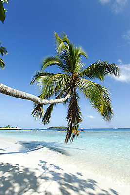 포토 JPG 해외이미지 나무 식물 구름 모래 파도 바다 섬 여행 잎 자연 하늘 휴가 휴식 손바닥 풍경 사람없음 야외 초록색 물 여름 파란색 햇빛 꿈 만 뜨거움 고급 휴양지 코코넛 석호 몰디브 이국적 터키석 파라다이스 수평선 해외202004 해외202105 해외포토 자연요소 손 계절 아시아 컬러 컨셉 과일 태양 장소 보석 생태계 파일형식