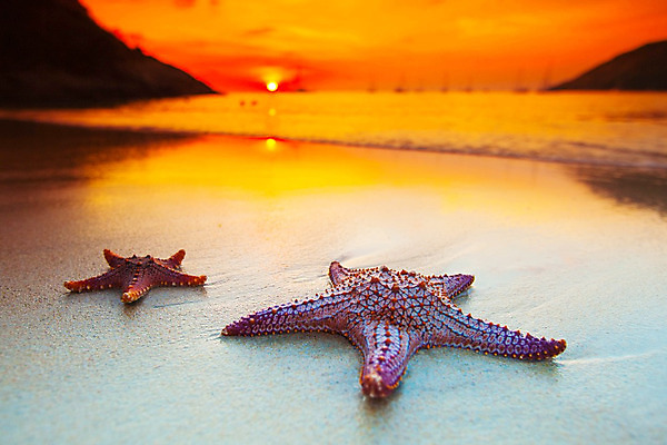 포토 JPG 해외이미지 구름 실루엣 별 파도 바다 섬 여행 백그라운드 요트 오렌지 태국 자연 하늘 휴가 불가사리 산 풍경 사람없음 물 여름 파란색 빛 컬러풀 태양 노란색 어둠 침묵 황혼 일몰 새벽 껍질 보트 서핑 저녁 장면 안다만 푸켓 해외202004 해외202105 해외포토 자연요소 계절 아시아 컬러 배_교통 과일 극피동물 촬영기법 노을 소리 수상스포츠 야간 생태계 파일형식