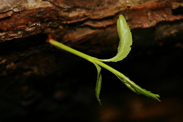 포토 JPG 해외이미지 나무 식물 공원 선 백그라운드 패턴 자연 표면 날씨 추상 새로움 건조 사람없음 목재 갈색 환경 회색 거친 역사 닫기 보호 숲 큼 장작 피부 묘사 질감 나무껍질 코르크 잡동사니 거인 내추럴 평행 수목 썩음 옛날 해외202004 해외202105 해외포토 공공시설 컬러 컨셉 무늬 재료 모션 신체부위 껍질 크기 생태계 파일형식