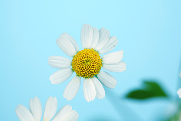 포토 JPG 해외이미지 식물 꽃 백그라운드 자연 친절 국화 초원 사람없음 초록색 여름 파란색 노란색 흰색 신선 신용카드 닫기 데이지 영원 캐모마일 해외202004 해외202105 해외포토 계절 컬러 모션 금융 허브 생태계 파일형식