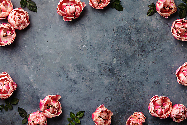 포토 JPG 해외이미지 잎 회색배경 프레임 실내 사람없음 하이앵글 튤립 카피스페이스 해외202004 해외포토 식물 꽃 뷰포인트 백그라운드 내부 공백 회색 파일형식