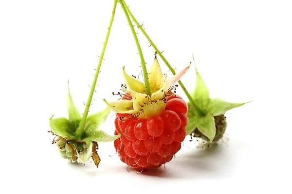 포토 JPG 해외이미지 잡화 열매 음식 다이어트 과일 디저트 건강 씨앗 사람없음 빨간색 흰색 신선 달콤 맛 유혹 먹기 산딸기 비타민 고립 루비 숙성 타르트 맛있는 해외202004 해외202105 해외포토 식물 빵 컬러 컨셉 모션 보석 파이_빵 영양소 파일형식