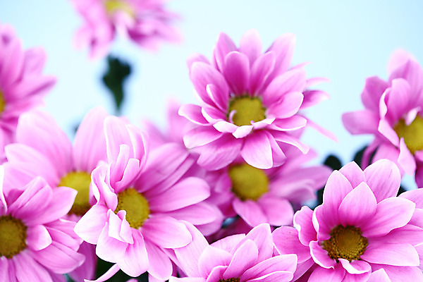 포토 JPG 해외이미지 식물 꽃 분홍색 결혼 추상 국화 사람없음 벚꽃 생일 카피스페이스 해외202004 해외202105 해외포토 기념일 컬러 무늬 이벤트 공백 파일형식