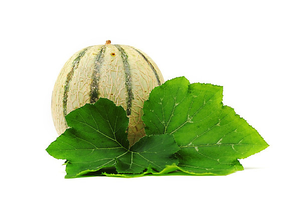 포토 JPG 해외이미지 1 음식 조각 백그라운드 잎 다이어트 채소 오렌지 과일 디저트 수박 건강 육류 사람없음 목재 초록색 물 빛 사막 흰색 대접 신선 달콤 몸무게 멜론 설탕 자르기 먹기 날씬함 싱글 유기농 날것 슬라이스 꿀 고립 숙성 맛있는 해외202004 해외202105 해외포토 자연요소 나무 식물 웰빙 컬러 식재료 재료 모션 맛 몸매 파일형식