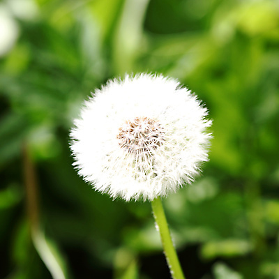 포토 JPG 해외이미지 식물 공원 꽃 백그라운드 꽃무늬 패턴 자연 추상 3 씨앗 사람없음 야외 초록색 세계 봄 벚꽃 흰색 개화 닫기 민들레 6월 5월 꽃집 묘사 오브젝트 질감 각도 부드러움 솜털 숙성 몽환 해외202004 해외202105 해외포토 계절 공공시설 컬러 컨셉 무늬 모션 상점 감각 날짜 생태계 파일형식