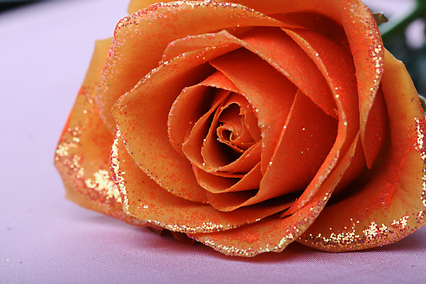 포토 JPG 해외이미지 전통 디자인 계절 꽃 백그라운드 잎 크리스마스 겨울 오렌지 휴가 새해 아이디어 선물 사람없음 장식 빛 장난감 장미 노란색 화환 침묵 기쁨 나뭇가지 축하 인사 소나무 화려 황금 우아함 작음 12월 오브젝트 마법 빅토리아 여의주 가문비나무 스타일 해외202004 해외202105 해외포토 나무 식물 기념일 감정 컬러 컨셉 과일 소리 예절 날짜 크기 파일형식