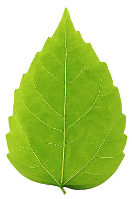 포토 JPG 해외이미지 나무 식물 백그라운드 잎 자연 사람없음 초록색 장미 환경 활발 흰색 신선 묘사 질감 정맥 내추럴 고립 아욱 히비스커스 해외202004 해외202105 해외포토 꽃 컬러 컨셉 생태계 혈관 파일형식