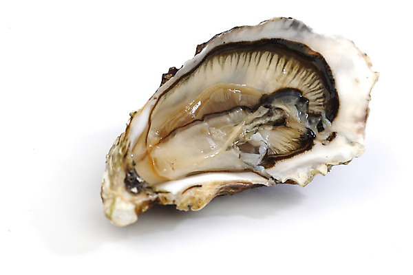 포토 JPG 해외이미지 식재료 실내 근접촬영 사람없음 굴 신선 흰배경 해외202004 해외202105 해외포토 뷰포인트 백그라운드 어패류 내부 흰색 파일형식