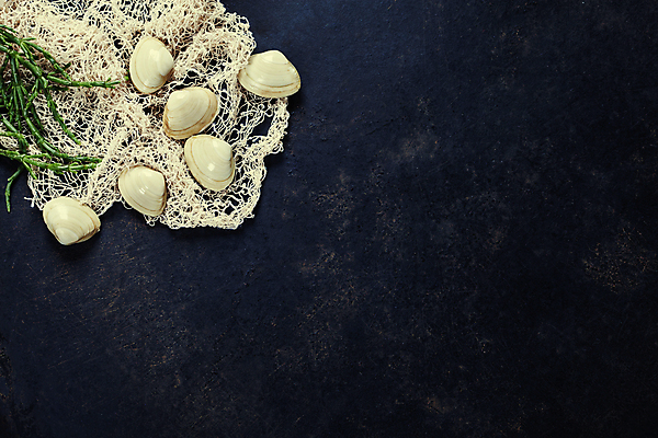 포토 JPG 해외이미지 검은배경 조개 사람없음 그물 해외202004 해외포토 백그라운드 어패류 검은색 파일형식