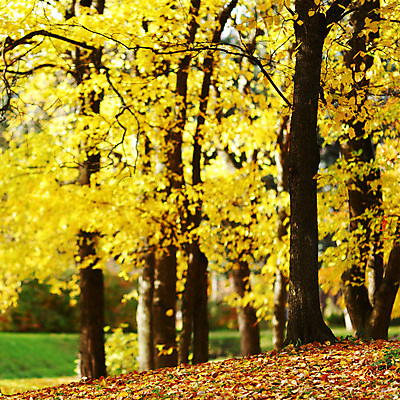 포토 JPG 해외이미지 나무 식물 계절 공원 길 줄기 단풍 잎 오렌지 자연 풍경 사람없음 야외 빨간색 초록색 컬러풀 노란색 평화 걷기 환경 하이킹 가을 나뭇가지 시골 황금 숲 11월 장면 10월 해외202004 해외202105 해외포토 공공시설 컬러 컨셉 과일 모션 레저 날짜 생태계 파일형식