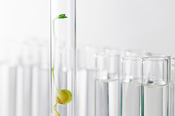 포토 JPG 해외이미지 식물 과학 농업 유리 실험 씨앗 사람없음 초록색 새싹 성장 실험실 DNA 생명공학 작음 생물학 미생물 튜브 공학 생태학 유전 유전자변형 해외202004 해외202105 해외포토 교육 산업 컬러 의학 재질 생물 크기 파일형식