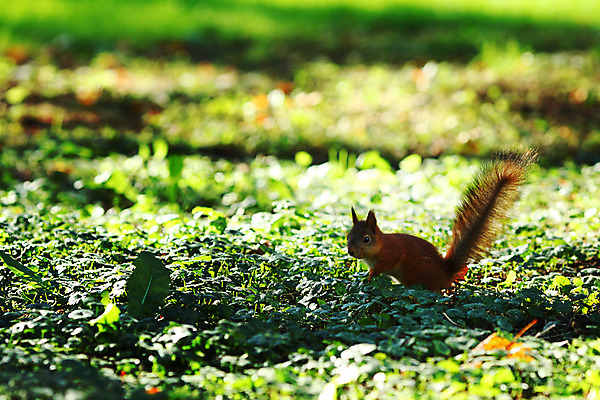 포토 JPG 해외이미지 동물 1 응시 공원 야생동물 포즈 포유류 자연 생물 털 서기 사람없음 야외 목재 옆모습 빨간색 초록색 여름 갈색 회색 가을 흰색 나뭇가지 닫기 설치류 숲 작음 모피 먹기 호기심 꼬리 다람쥐 솜털 내추럴 수유 해외202004 해외202105 해외포토 나무 시선 계절 공공시설 감정 뷰포인트 컬러 컨셉 재료 모션 크기 생태계 파일형식