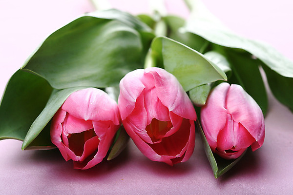 포토 JPG 해외이미지 식물 계절 꽃잎 꽃 줄기 분홍색 꽃다발 백그라운드 잎 꽃무늬 자연 휴가 부활절 3 선물 이벤트 사람없음 장식 빨간색 초록색 파란색 컬러풀 봄 튤립 벚꽃 흰색 축하 신선 개화 4월 다발 심볼 내추럴 고립 해외202004 해외202105 해외포토 기념일 컬러 컨셉 무늬 날짜 생태계 파일형식