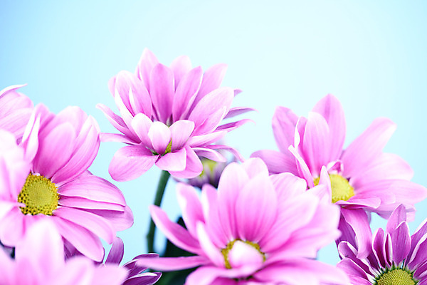 포토 JPG 해외이미지 식물 꽃 분홍색 결혼 추상 국화 사람없음 벚꽃 생일 카피스페이스 해외202004 해외202105 해외포토 기념일 컬러 무늬 이벤트 공백 파일형식