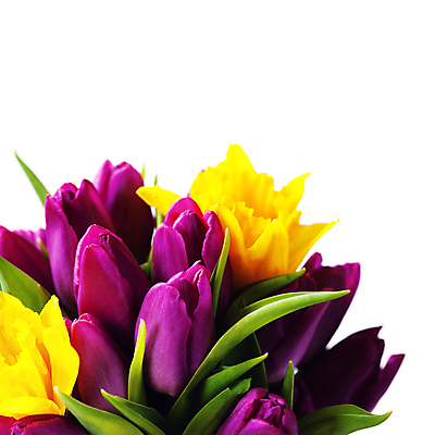 포토 JPG 해외이미지 꽃다발 실내 근접촬영 사람없음 튤립 흰배경 해외202004 해외포토 꽃 뷰포인트 백그라운드 내부 흰색 파일형식