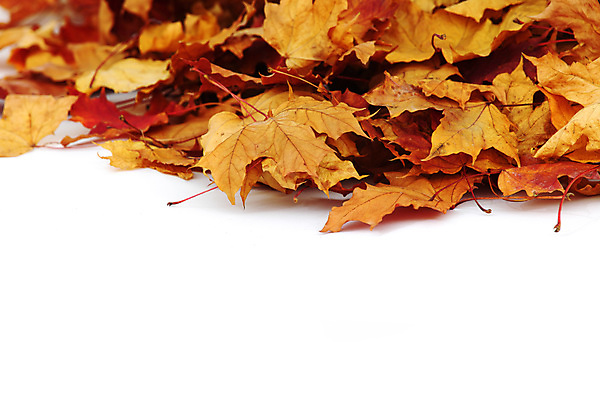 포토 JPG 해외이미지 나무 공원 백그라운드 단풍 잎 자연 사람없음 가을 나뭇가지 숲 9월 10월 국경 해외202004 해외202105 해외포토 식물 계절 공공시설 날짜 생태계 파일형식