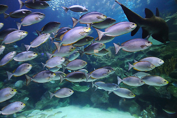 포토 JPG 해외이미지 교육 야생동물 바다 학교 자연 어류 사람없음 물 바닷속 수중 그룹 아래 암초 해외202004 해외202105 해외포토 자연요소 동물 수중동물 방향 생태계 위치 파일형식
