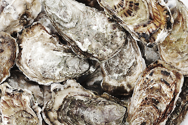 포토 JPG 해외이미지 식재료 실내 사람없음 하이앵글 쌓기 굴 신선 해외202004 해외202105 해외포토 뷰포인트 모션 어패류 내부 파일형식