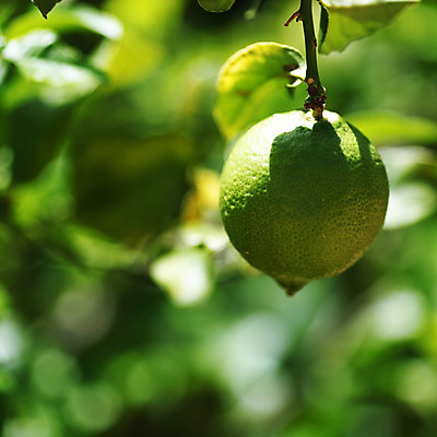 포토 JPG 해외이미지 나무 식물 음식 백그라운드 잎 밭 농업 과일 자연 귤 매달리기 건강 사람없음 초록색 물 농작물 햇빛 농장 노란색 우주 맑음 주스 수확 성장 나뭇가지 신선 소프트포커스 숲 다발 지중해 레몬 가득함 유기농 보케 라임 내추럴 블러 숙성 많음 카피스페이스 해외202004 해외202105 레몬나무 해외포토 자연요소 웰빙 산업 음료 바다 컬러 컨셉 모션 날씨 촬영기법 태양 공백 생태계 파일형식