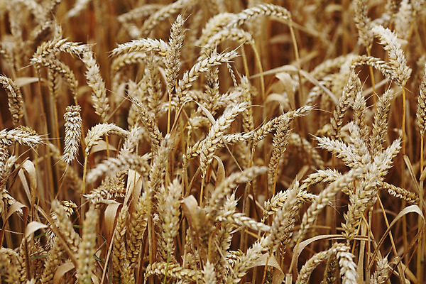 포토 JPG 해외이미지 식물 구름 계절 음식 빵 줄기 백그라운드 밭 농업 자연 하늘 건조 건강 씨앗 풍경 사람없음 여름 파란색 농작물 농장 농경지 노란색 맑음 수확 성장 시골 황금 닫기 낟알 시리얼 밀 묘사 보리 귀 무거움 밀짚 내추럴 밭일 숙성 토스카나 호밀 해외202004 해외202105 해외포토 자연요소 산업 컬러 모션 날씨 곡류 신체부위 이탈리아 무게 짚 생태계 파일형식