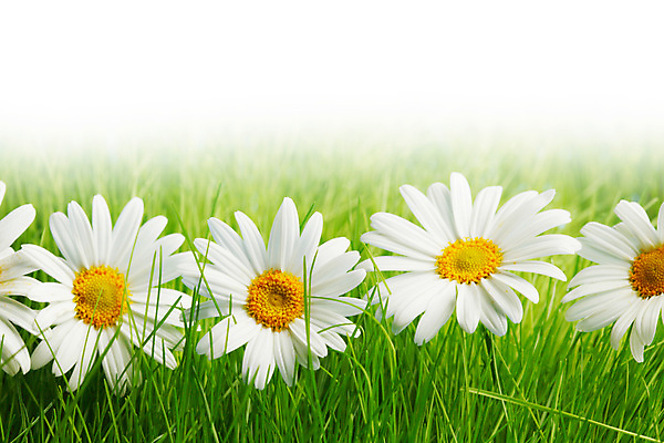 포토 JPG 해외이미지 식물 디자인 계절 꽃 백그라운드 밭 자연 국화 잔디 초원 사람없음 초록색 여름 환경 봄 벚꽃 흰색 신선 데이지 고립 생태학 줄서기 캐모마일 카피스페이스 해외202004 해외202105 해외포토 교육 컬러 농업 모션 공백 허브 생태계 파일형식