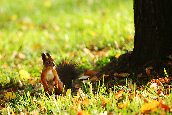 포토 JPG 해외이미지 동물 1 응시 공원 야생동물 포즈 포유류 자연 생물 털 서기 사람없음 야외 목재 옆모습 빨간색 초록색 여름 갈색 회색 가을 흰색 나뭇가지 닫기 설치류 숲 작음 모피 먹기 호기심 꼬리 다람쥐 솜털 내추럴 수유 해외202004 해외202105 해외포토 나무 시선 계절 공공시설 감정 뷰포인트 컬러 컨셉 재료 모션 크기 생태계 파일형식