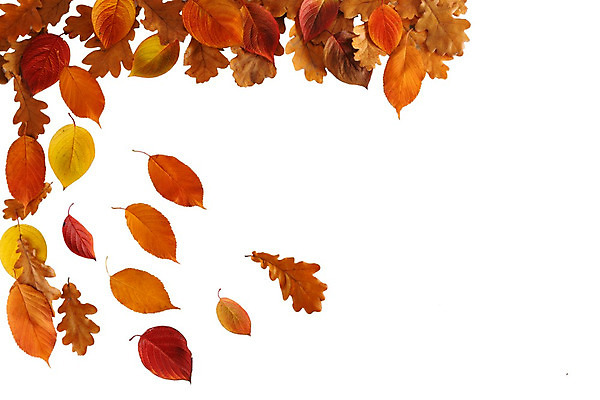 포토 JPG 해외이미지 배너 계절 포스터 종이 백그라운드 단풍 잎 꽃무늬 패턴 오렌지 자연 벽지 사람없음 장식 컬러풀 노란색 가을 흰색 신용카드 황금 9월 11월 10월 고립 헤딩 해외202004 해외202105 해외포토 식물 꽃 컬러 무늬 과일 금융 축구 날짜 생태계 파일형식