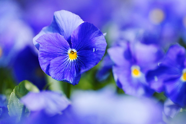 포토 JPG 해외이미지 식물 꽃 백그라운드 자연 사람없음 파란색 보라색 벚꽃 신선 개화 닫기 제비꽃 비올라 해외202004 해외202105 해외포토 컬러 모션 생태계 파일형식 찰현악기