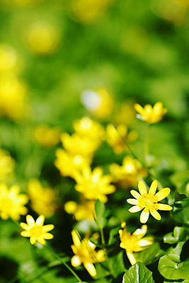 포토 JPG 해외이미지 꽃잎 꽃 별 백그라운드 잎 밭 자연 사람없음 초록색 노란색 맑음 봄 벚꽃 신선 개화 작음 많음 해외202004 해외202105 해외포토 자연요소 식물 계절 컬러 컨셉 농업 날씨 크기 생태계 파일형식