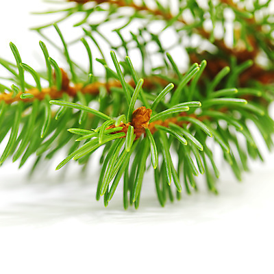 포토 JPG 해외이미지 나무 백그라운드 크리스마스 새로움 사람없음 초록색 우주 흰색 나뭇가지 소나무 연도 상록수 침엽수 전나무 고립 가문비나무 해외202004 해외202105 해외포토 식물 기념일 컬러 컨셉 파일형식