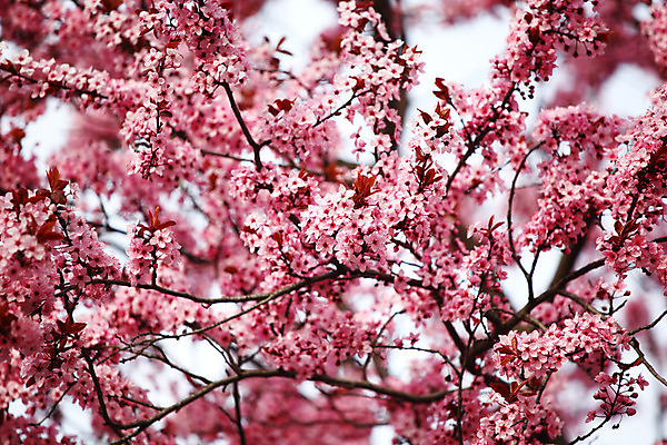 포토 JPG 해외이미지 나무 식물 계절 공원 꽃잎 꽃 분홍색 백그라운드 자연 하늘 부활절 초원 사람없음 야외 초록색 파란색 빛 햇빛 태양 정원 맑음 봄 벚꽃 흰색 나뭇가지 신선 개화 체리 질감 정사각형 부드러움 내추럴 생태학 해외202004 해외202105 해외포토 자연요소 도형 공공시설 교육 기념일 컬러 과일 날씨 감각 생태계 파일형식