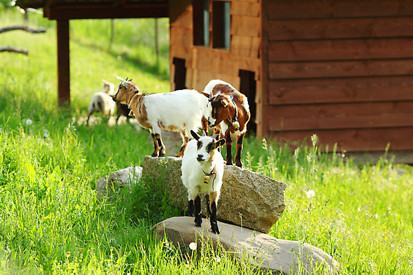 포토 JPG 해외이미지 동물 리본 얼굴 어린이 포즈 밭 농업 자연 염소 털 뿔 사람없음 빨간색 초록색 농장 농경지 머리 가축 흰색 시골 소 방목 모피 먹기 호기심 에코 귀 외양간 밭일 생태학 초식 해외202004 해외202105 해외포토 교육 감정 산업 컬러 컨셉 포유류 모션 사람 신체부위 환경 축산업 생태계 파일형식